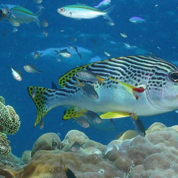 Great Barrier Reef Marine Life