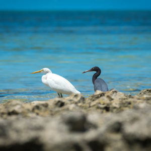 Great Barrier Reef birds