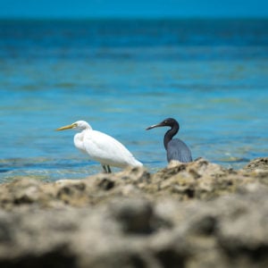 Great Barrier Reef birds