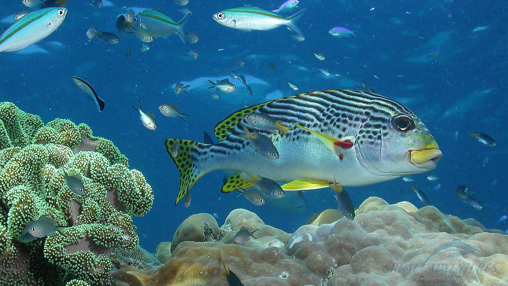 Большой Барьерный риф. Большой Барьерный риф рыбки. Большой Барьерный риф Австралия. Great Barrier Reef Австралия рыбы.