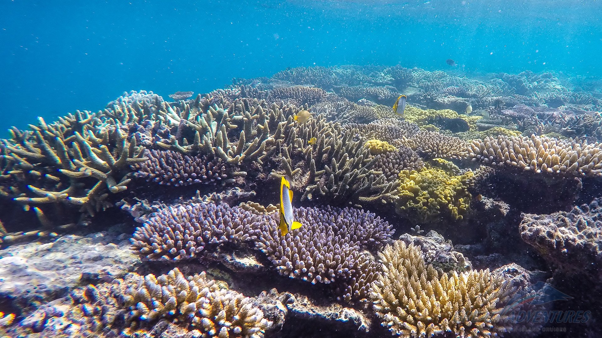 Green Island Great Barrier Reef Tour Great Adventures Cruises Cairns Great Adventures