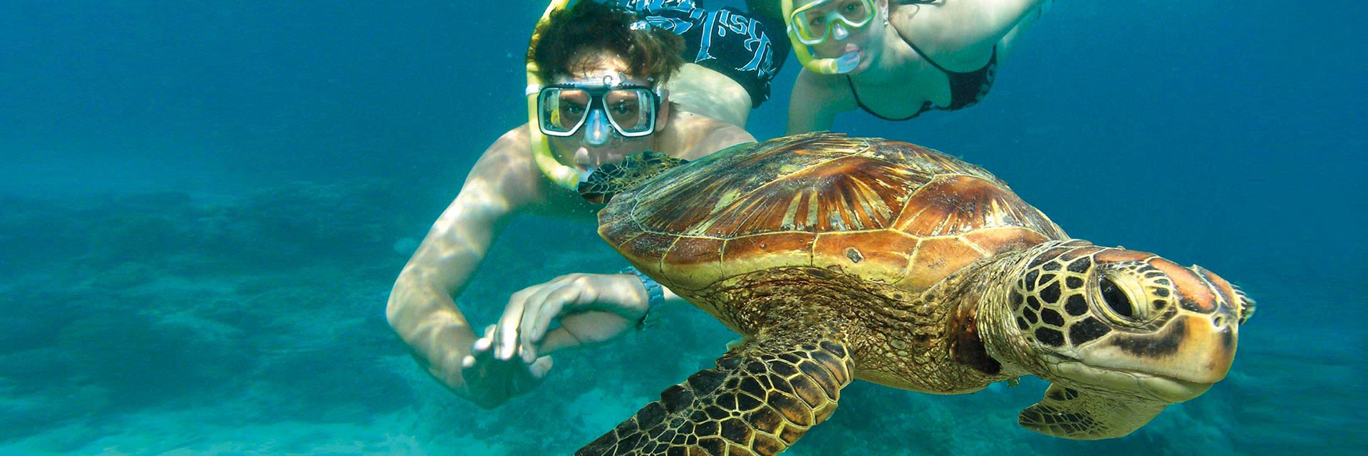 header-snorkel-with-turtles.jpg