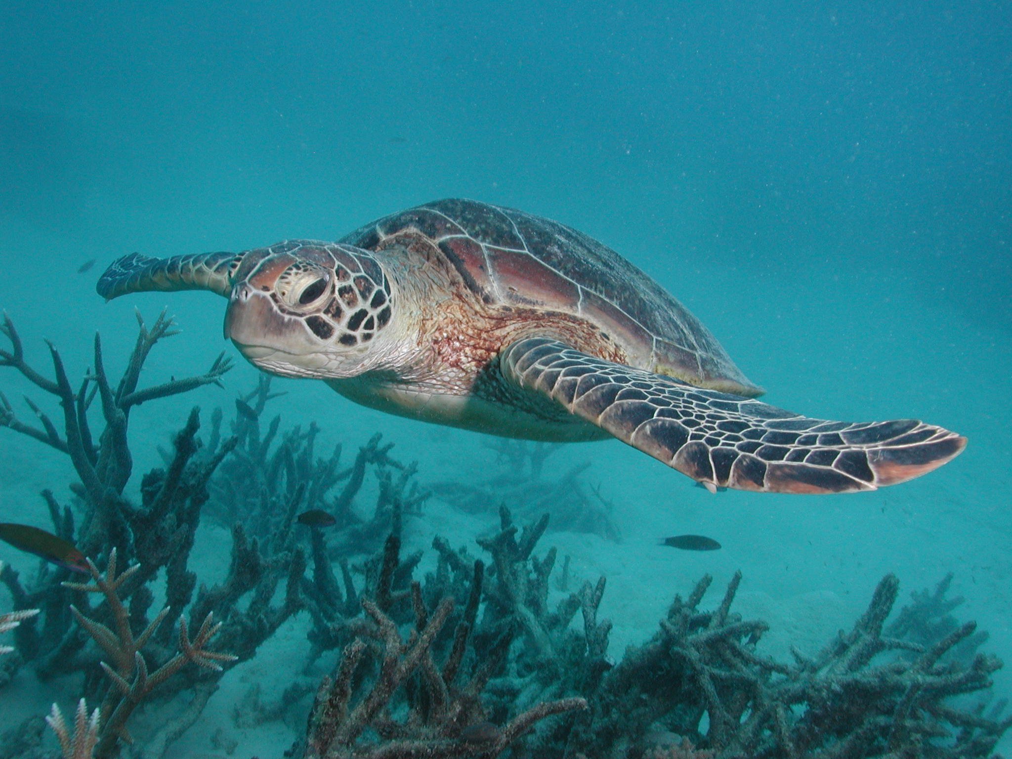 Green Island sea turtle