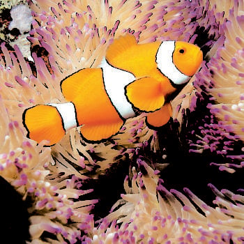 Nemo Great Barrier Reef