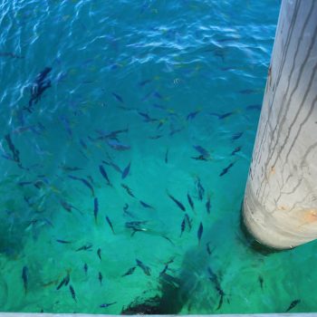 Green Island Jetty Fish Feeding