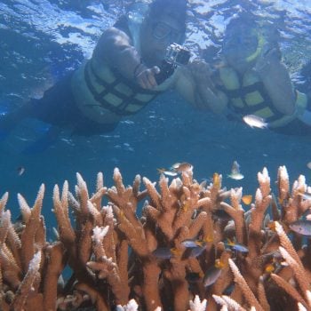 Great Barrier Reef Snorkelling
