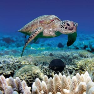 obr-tour-outer-reef-marinelife-07