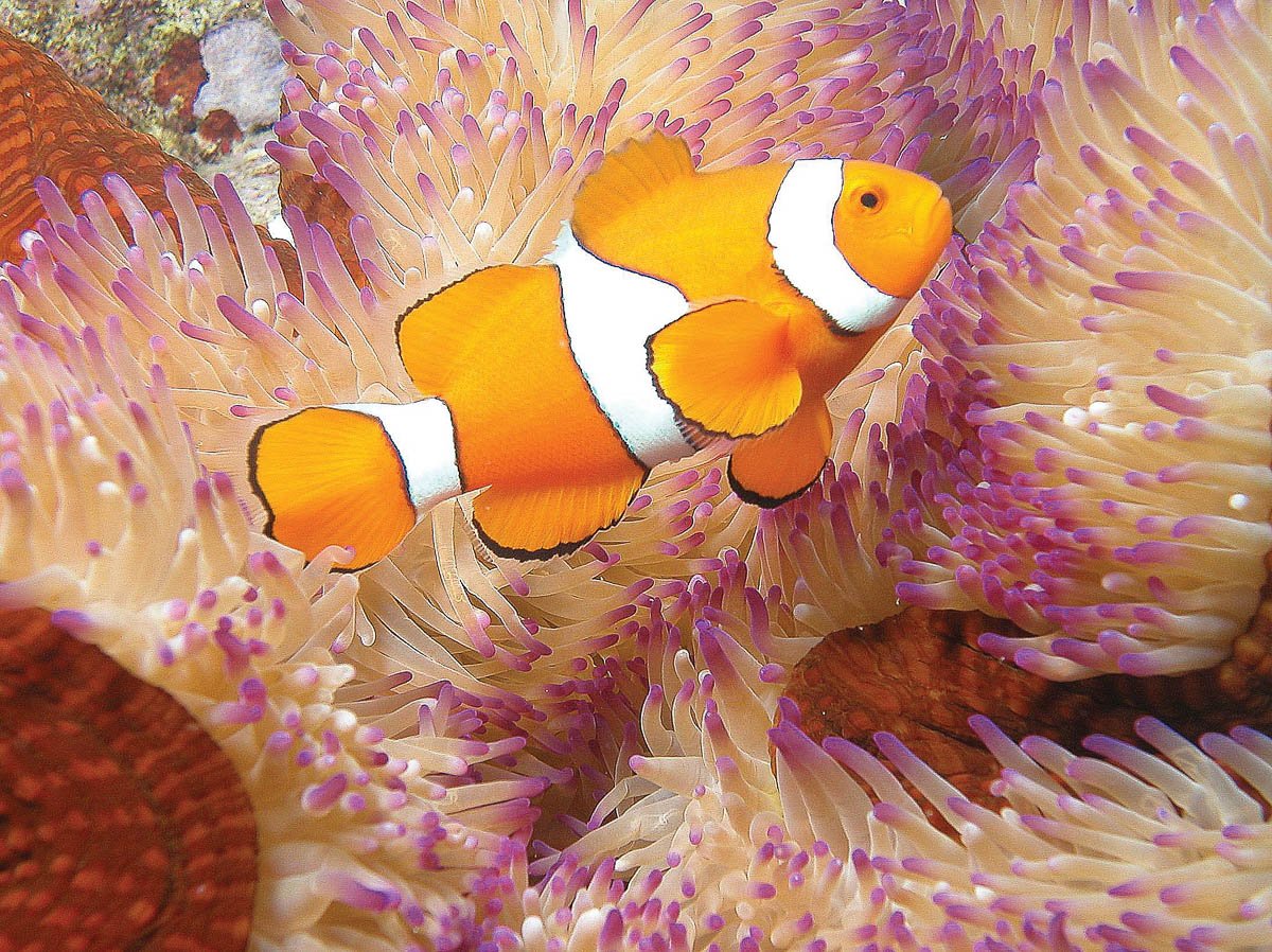 Nemo clownfish