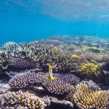 Great Barrier Reef marine life