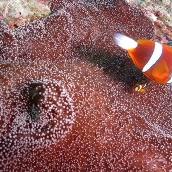 Great Barrier Reef marine life