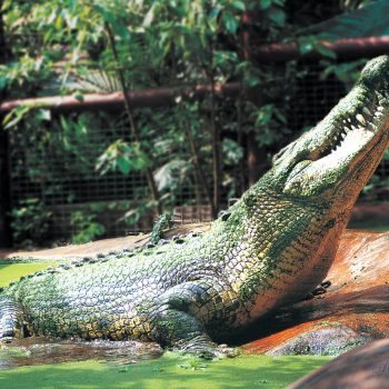 World Biggest Crocodile