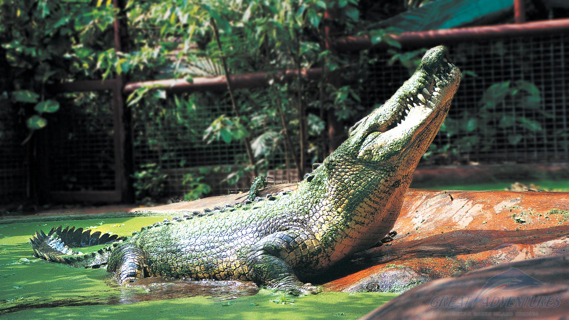 Самый большой аллигатор. Гигантский гребнистый крокодил. Гребнистый крокодил Лолонг. Гребнистый крокодил Кассиус. Индонезия крокодил гребнистый.