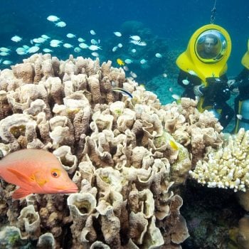 Scuba Doo on the Great Barrier Reef