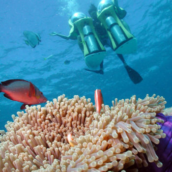 Scuba Doo Outer Great Barrier Reef